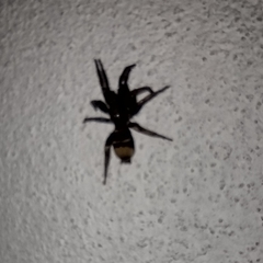 Latonigena auricomis