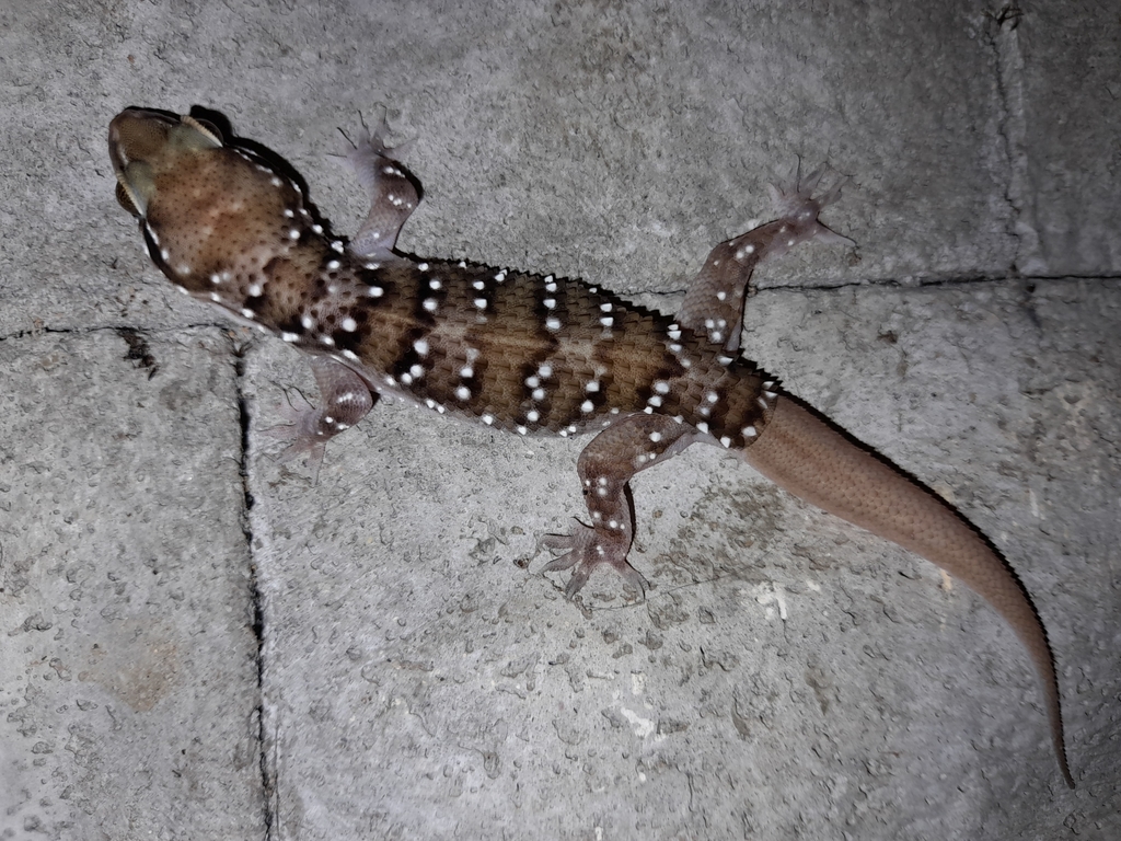 Sri Lankan Termite Hill Gecko from Horampella South, Sri Lanka on ...