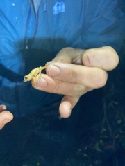 Pristimantis tinguichaca