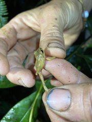 Pristimantis tinguichaca