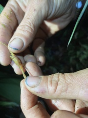 Pristimantis tinguichaca