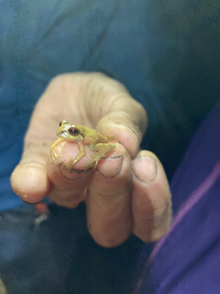 Tinguichaca Striped Rain Frog