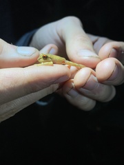 Pristimantis tinguichaca