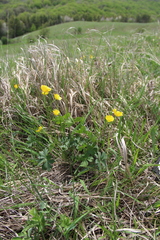Ranunculus baidarae