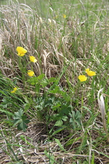 Ranunculus baidarae