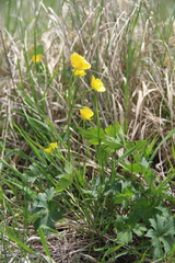 Ranunculus baidarae
