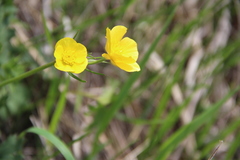 Ranunculus baidarae