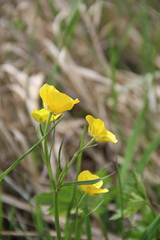 Ranunculus baidarae