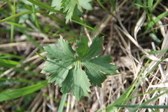Ranunculus baidarae