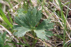 Ranunculus baidarae