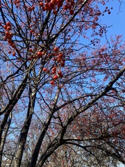 Ilex verticillata