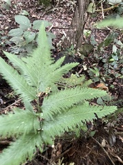 Selaginella exaltata