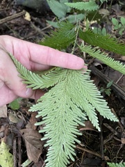 Selaginella exaltata