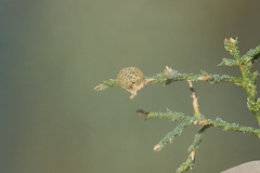 Coniatus splendidulus