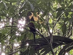 Electron platyrhynchum