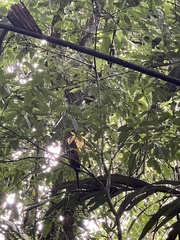 Electron platyrhynchum