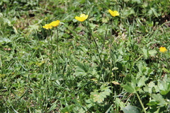 Ranunculus grandiflorus