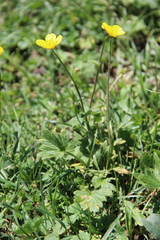 Ranunculus grandiflorus