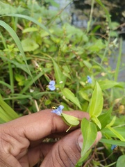 Commelina