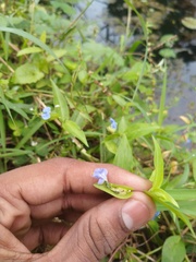 Commelina