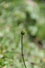 Ranunculus grandiflorus