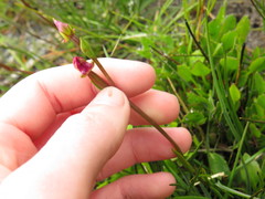Disperis paludosa