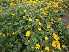 Ranunculus grandiflorus