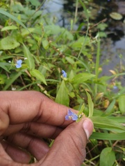 Commelina