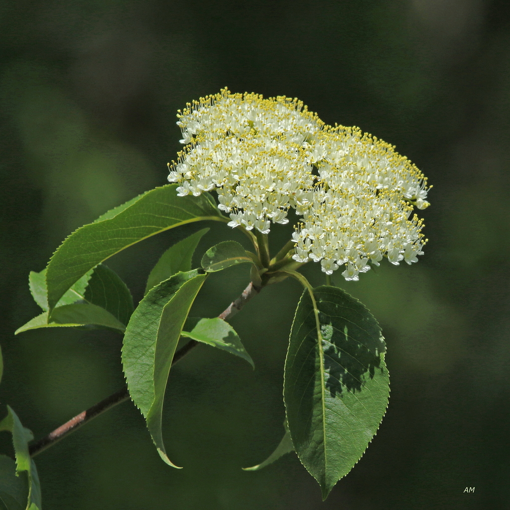 Viburnum lentago — an easy houseplant, prefers full sun light