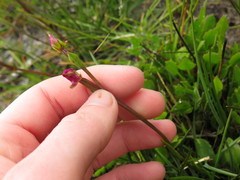 Disperis paludosa