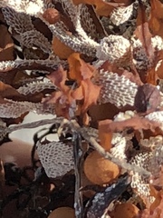 Jellyella tuberculata