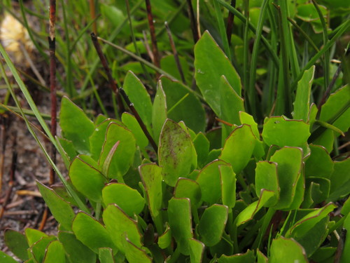 Image of Villarsia manningiana by (c) Jeremy Gilmore, some rights reserved (CC BY)