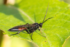 Stenichneumon culpator