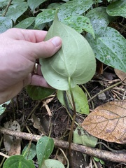 Peperomia flexinervia