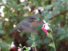Calypte anna
