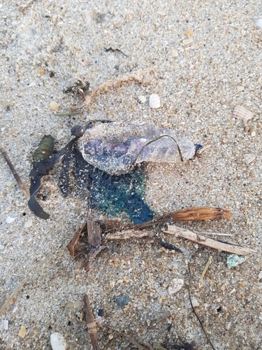 photo of Portuguese Man O' War (Physalia physalis)