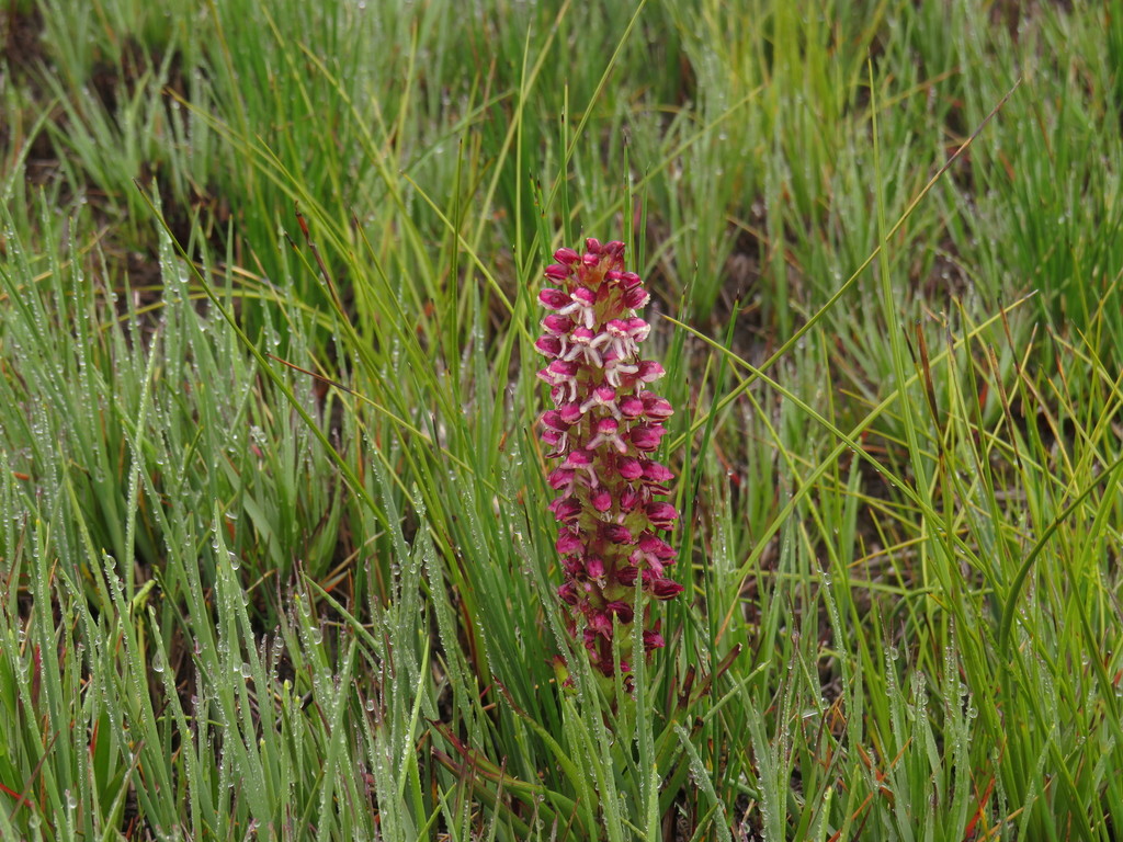 Disa albomagentea
