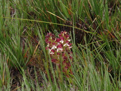 Disa albomagentea