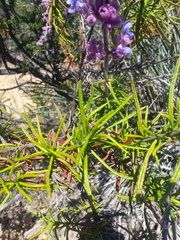 Trichostema lanatum