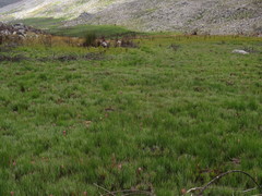Disa albomagentea