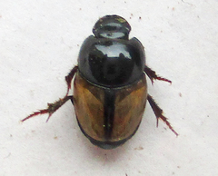 Onthophagus pallidipennis