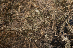 Atriplex canescens macilenta