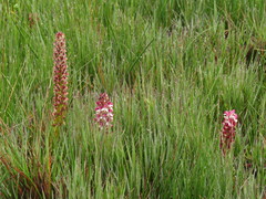 Disa obtusa hottentotica