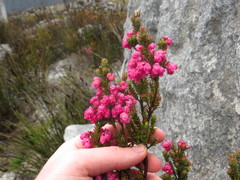 Erica tegulifolia