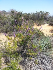 Trichostema lanatum