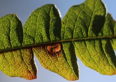 Aspilanta argentifera