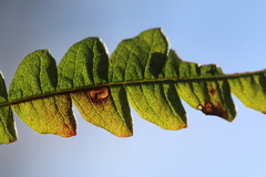 Aspilanta argentifera