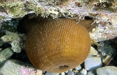 Actinia striata