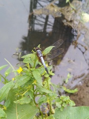 Brachydiplax chalybea