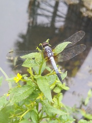 Brachydiplax chalybea